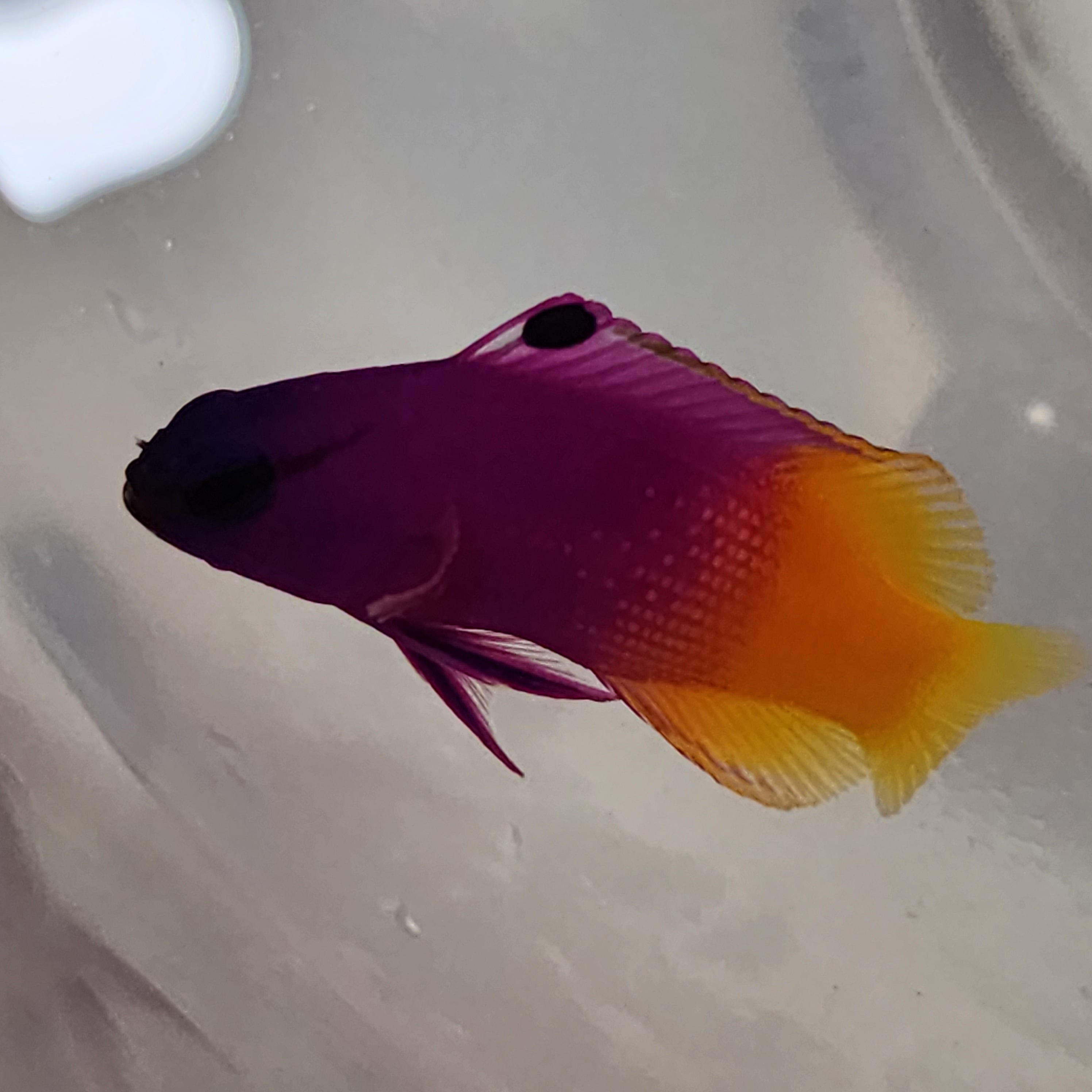 Royal Gramma M