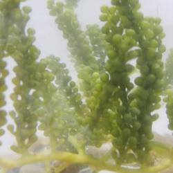 Grape Caulerpa Racemosa