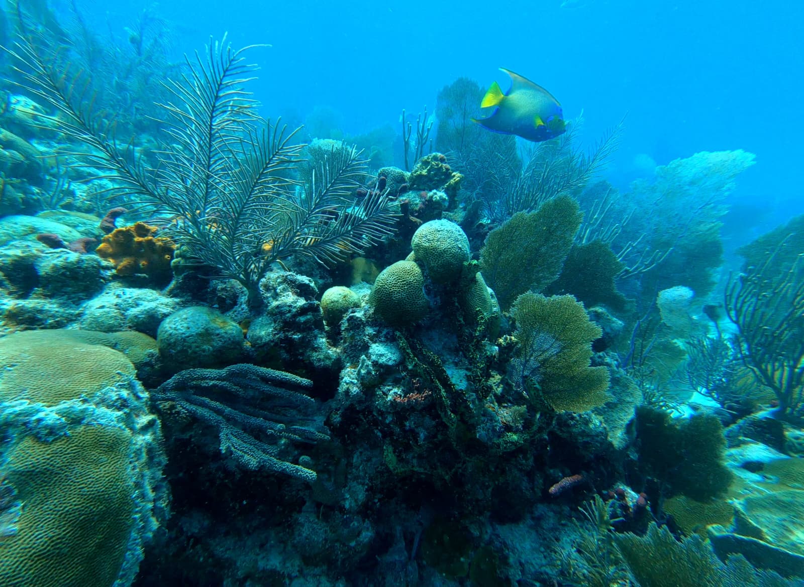 Tropical reef underwater scene