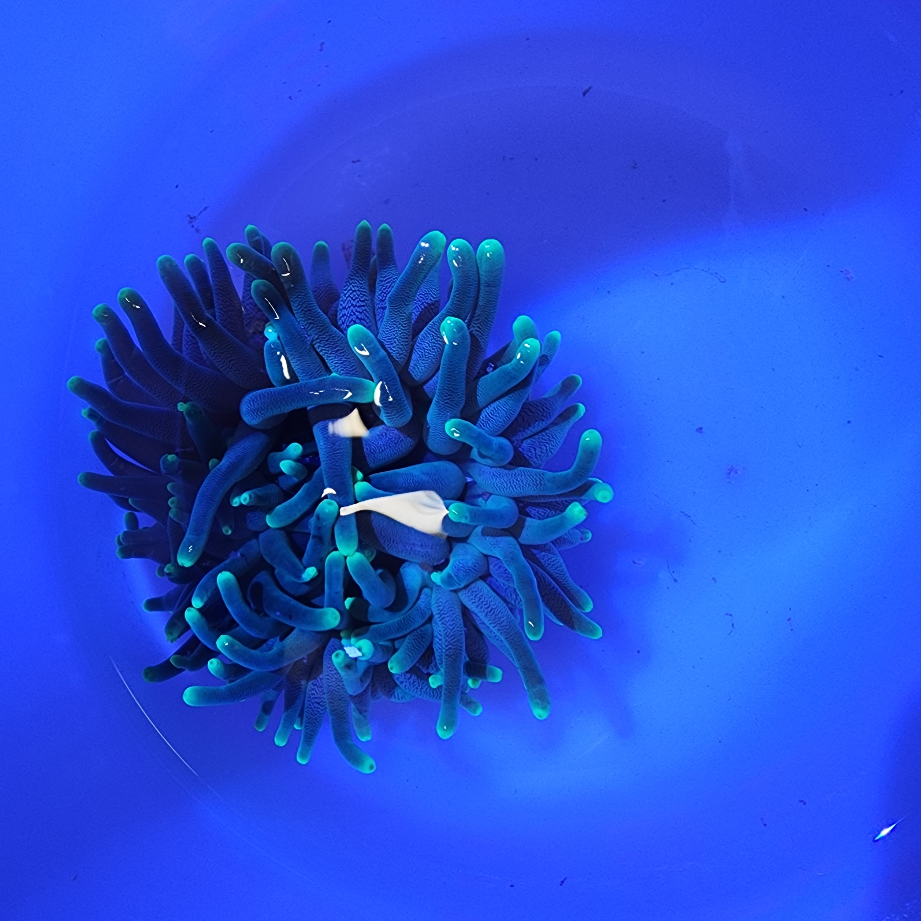 Pink tip anemone 