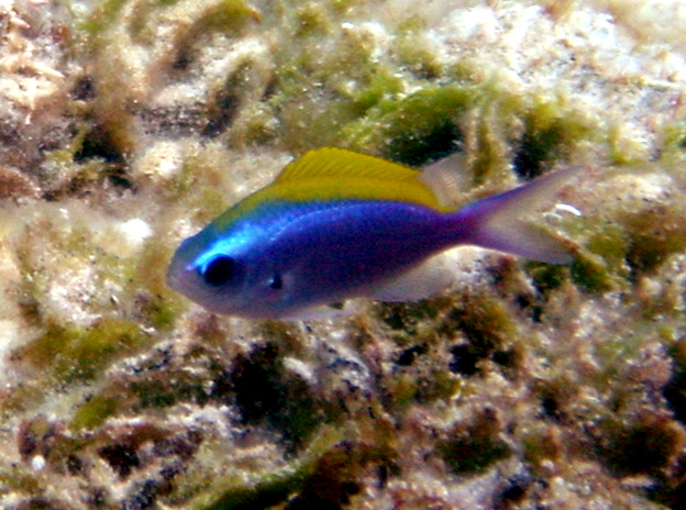 Sunshine chromis 