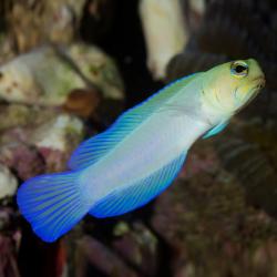 Yellow Head Wrasse