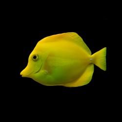 Blue Tang Juvenile