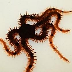 Brittle Star