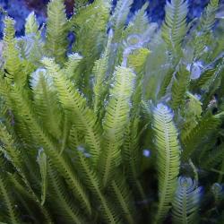 Feather Caulerpa Mexicana