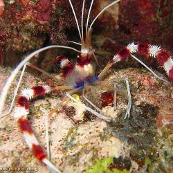 Coral Banded Shrimp