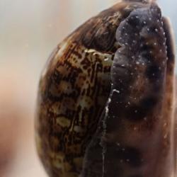 Crowries Snail