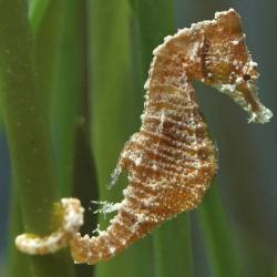 Dwarf Seahorse