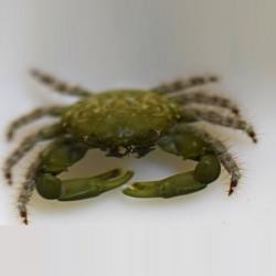Emerald Crab