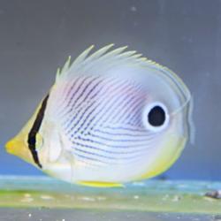 Butterflyfish Four Eyes