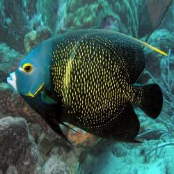 French Angelfish Large 5-8 inch