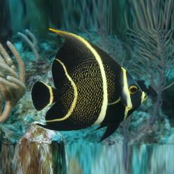 French Angelfish Medium 3-5 inch