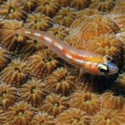 Glass Goby