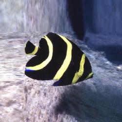 Black Angelfish Small 1.5 - 3 inch