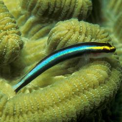 Neon Goby