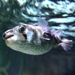 Porcupinefish