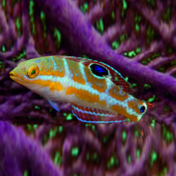 Puddingwife Wrasse