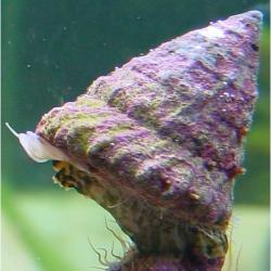 Turbo Snail