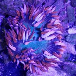 Zebra Anemone