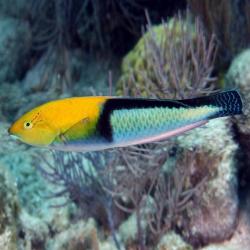 Yellow Head Wrasse